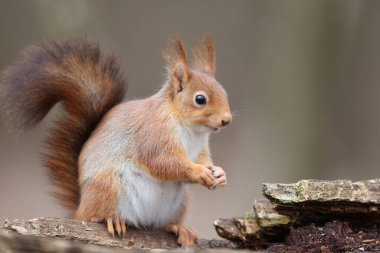 Eurasian squirrel in a park in Paris, Ile de France, France.