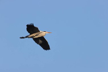Gray heron in a park in Paris, Ile de France, France.