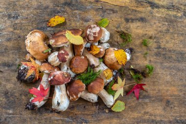 Wild mushrooms: cepes freshly picked on old wooden board