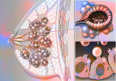 Anatomy of the breast and the principle of lactation with a zoom on a lobule and an acinus in section.