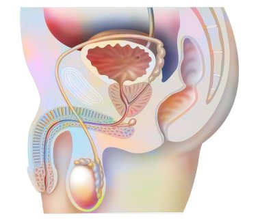 Anatomy of male urogenital system with bladder, prostate, testis. .