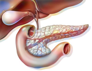 Anatomy of the pancreas in anterior view with gallbladder and common bile duct. .
