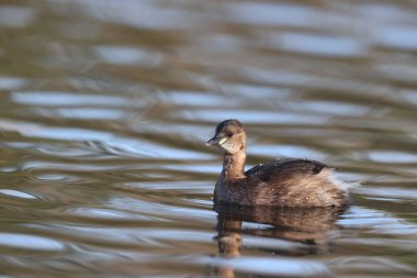 Little Grebe in a park in Paris, Ile de France, France.