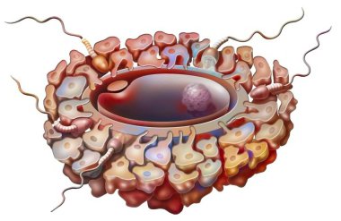 Fertilization: penetration of spermatozoa into the oocyte.