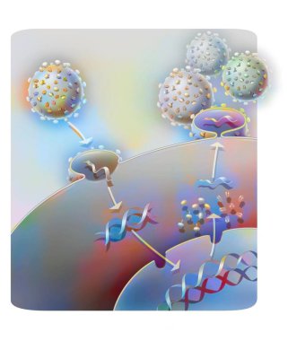Penetration and replication of a retrovirus (example: AIDS) in a host cell.