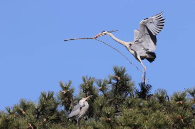 Gray herons in a park in Paris, Ile de France, France.