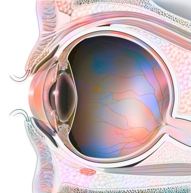 Anatomy of an eye in section showing lens, retina. . clipart