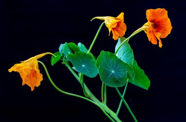 Large nasturtium or (tropaeolum majus) branch close-up on black background.