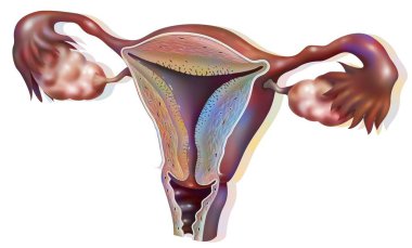 Anatomy of the female genitalia showing the ovaries, the uterus. .