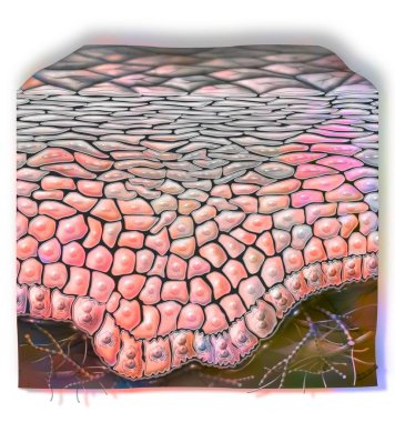 Cross section of healthy skin with layers: horny, grainy. .