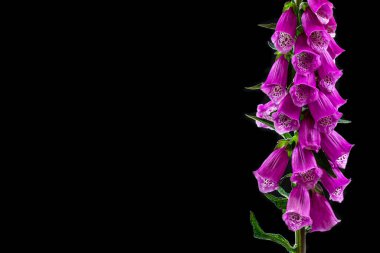 Purple Foxglove on a black background cutout.
