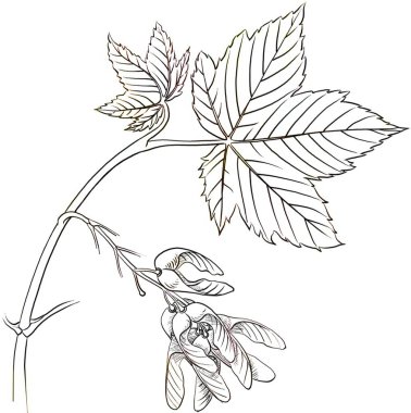 Leaves and fruits (disamares) of the sycamore maple (Acer pseudoplatanus).