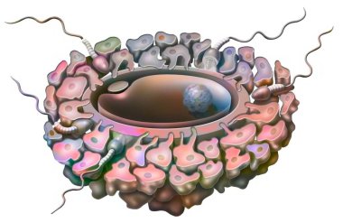 Fertilization: penetration of spermatozoa into the oocyte.