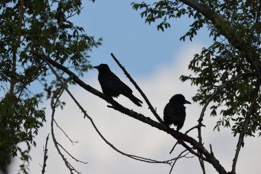 Black crows in a park in Paris, Ile de France, France.