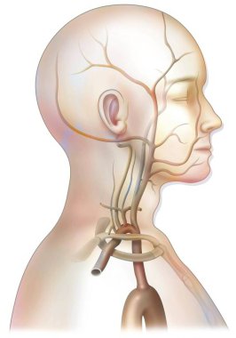 The arterial blood supply to the neck (carotids and vertebral arteries).