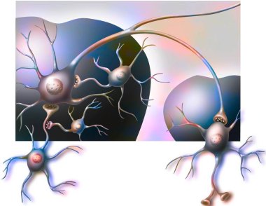 Ventral tegmental area of the brain and nucleus accumbens with their neurons.