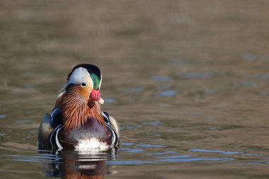 Mandarin duck in a park in Paris, Ile de France, France.
