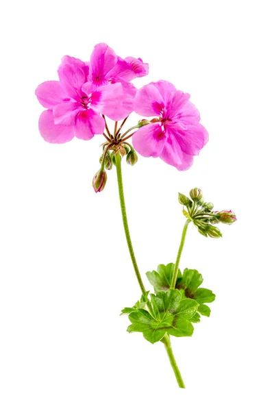 Branch Bourbon Geranium Pelargonium Graveolens Magenta Bloom White Background Cutout — Stockfoto