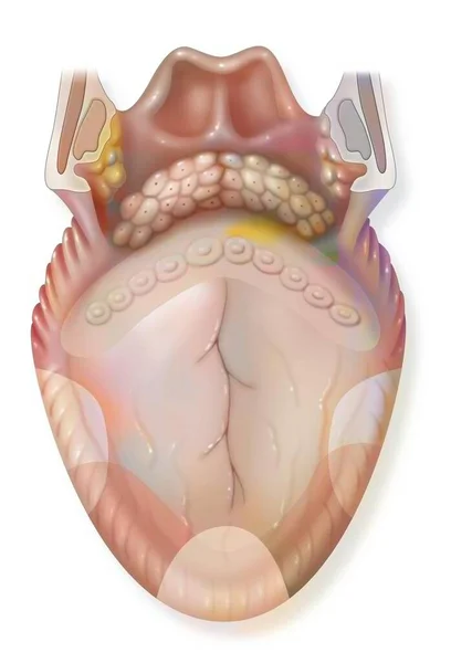 Tongue Flavor Areas Bitter Sour Sweet Salty — Stok Foto