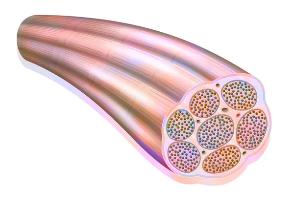 Muscle Fiber Showing Myofibrils Made Myofilaments Actin Myosin — Foto Stock