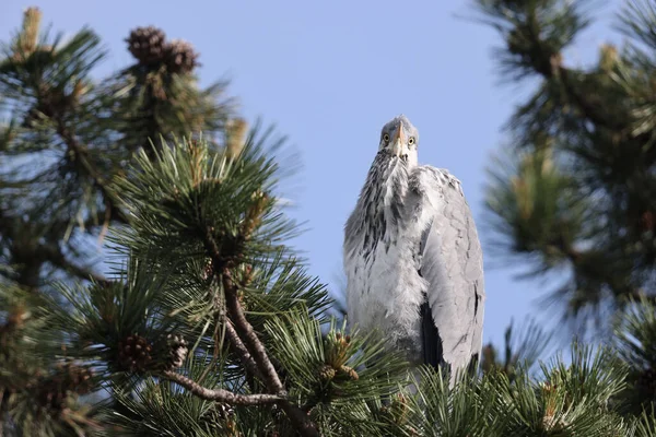 Gray Heron Park Paris Ile France France — Stockfoto