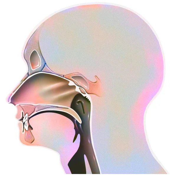 Airways Humans Revealing Nasal Cavity Pharynx — Stok Foto