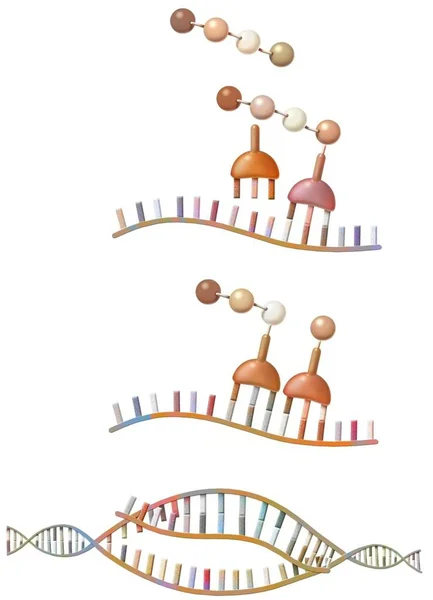 Peptide Synthesis Synthesis Ribosomes Amino Acids Messenger Rna — Stok fotoğraf