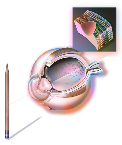 Eye Visualized Image Refracted Lens Cornea Retina — Stok fotoğraf