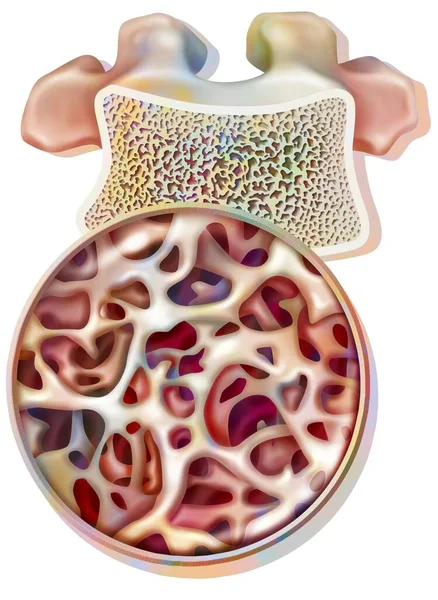 Structure Healthy Dorsal Vertebra Spongy Compact Tissue — 图库照片