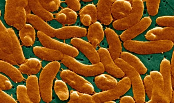 Scanning Electron Micrograph Sem Depicts Grouping Vibrio Vulnificus Bacteria Mag — Foto de Stock