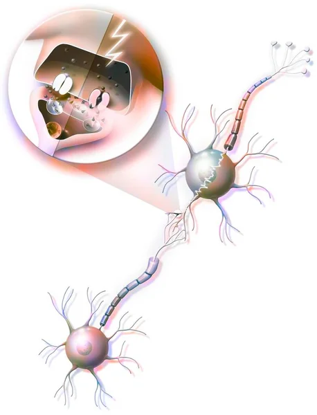 Transmission Nerve Impulses Neuron Neuron Zoom Synapse — Zdjęcie stockowe