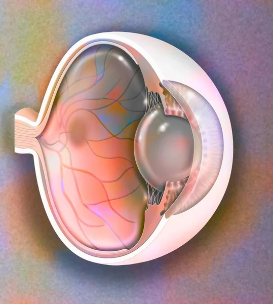 Sagittal view of the eye anatomy showing lens, retina, cornea, iris, choroid. .