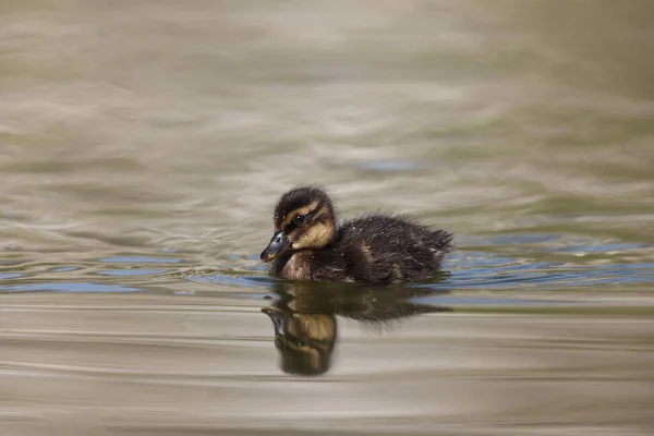 Mallard Duckling Park Paris Ile France France — 图库照片