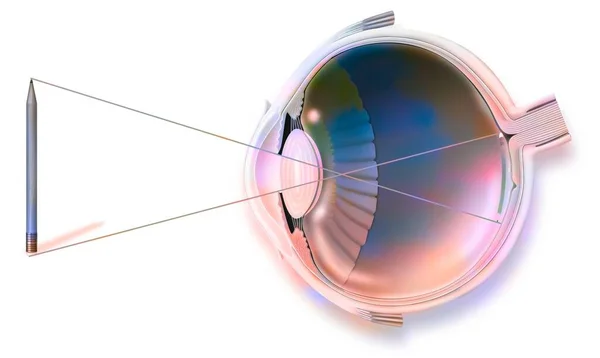 Anatomy Eye Vision Image Reflection Pencil Retina —  Fotos de Stock