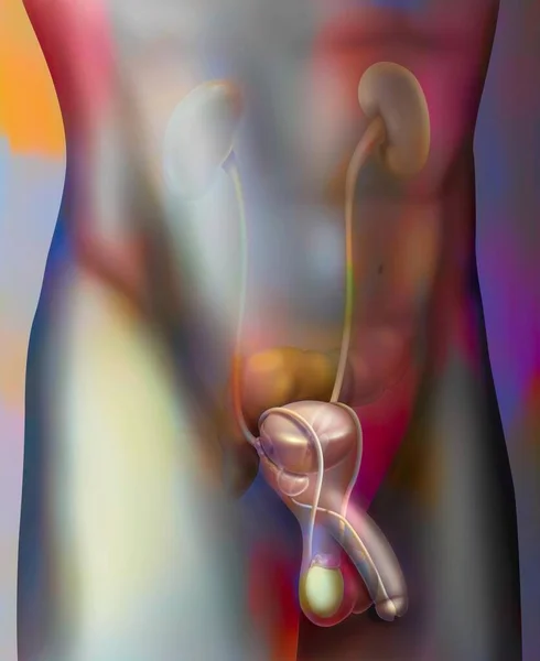 Мужская Мочеполовая Система Простата Связь Другими Органами Мочевой Пузырь Семенные — стоковое фото