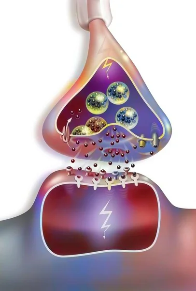 Serotoninergic Synapse Nerve Impulses Transmitted Serotonin — 图库照片