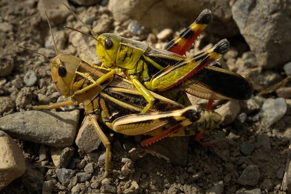 Grasshoppers Alps — 图库照片