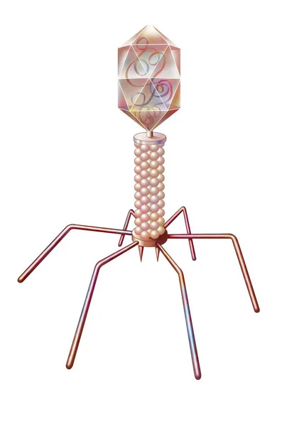 Bacteriophage Consisting Protein Envelope Containing Its Nucleic Acid Tail — 图库照片