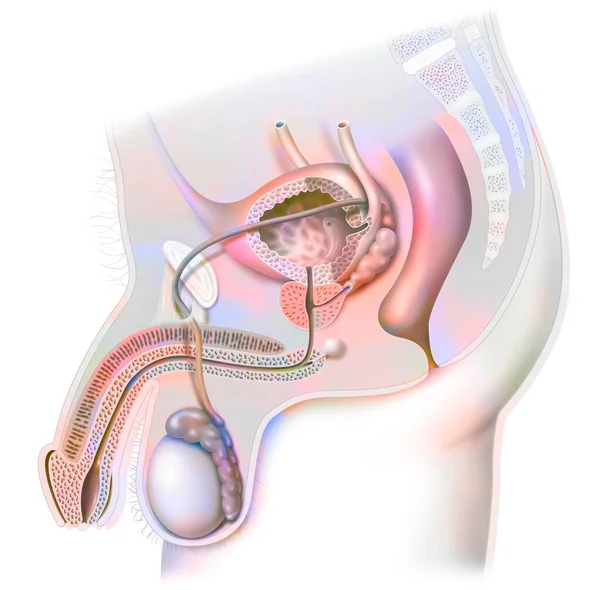 Male Genitourinary Tract Penis Testes Bladder — Foto Stock