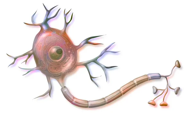 Nerve Cell Neuron Showing Axon Dendrites Cell Body — ストック写真