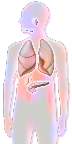 Salivary Glands Sublingual Submandibular Parotid Lungs Pancreas — Stock Photo, Image