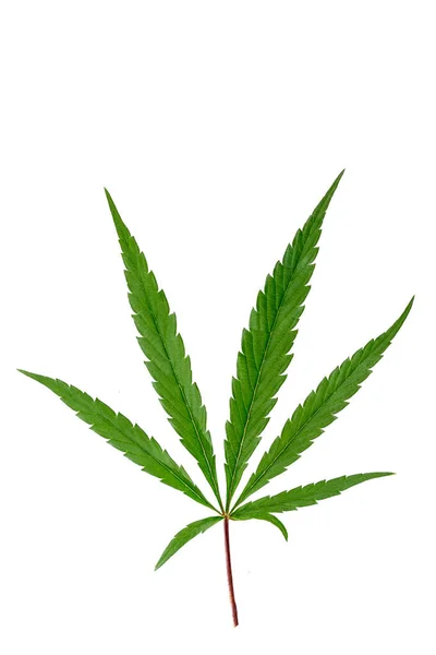Leaf Hemp Therapeutic Cannabis Close Cutout White Background — 스톡 사진