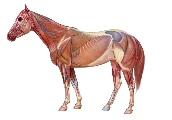 Anatomy Horse Its Muscular System — Stock fotografie
