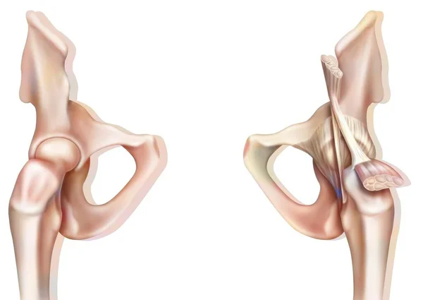 Bone Joint Hip Coxofemoral Joint Capsule — Foto de Stock