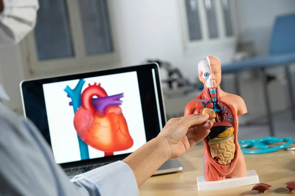 Anatomical Mannequin Teaching Human Organs — Stock Photo, Image