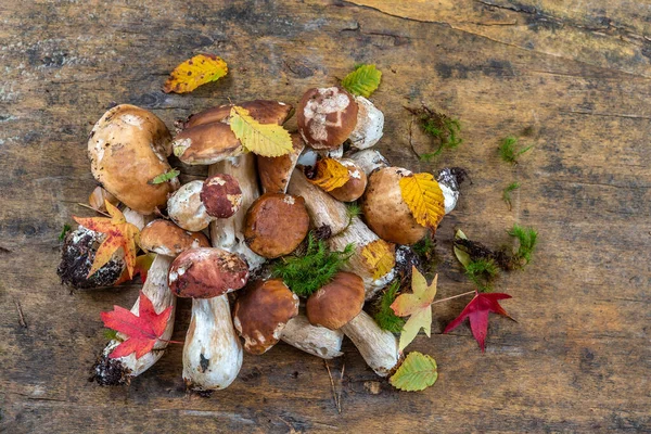 Wild Mushrooms Cepes Freshly Picked Old Wooden Board — ストック写真