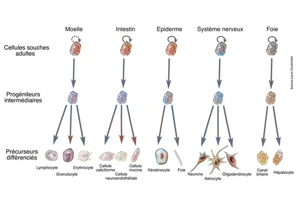 Benefits Adult Stem Cells Cell Therapy — ストック写真