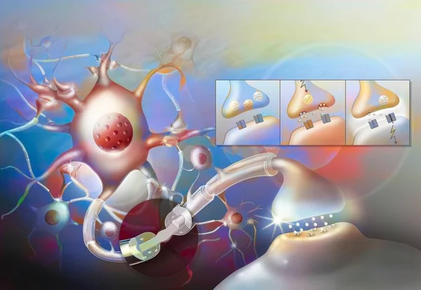 Nerve impulse: central nervous system neural network with zoom on Ranvier's node.