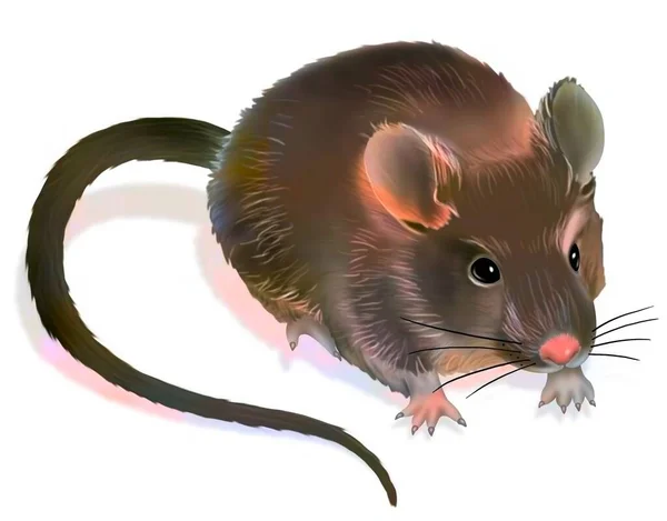 Representation Laboratory Mouse White Background — Stok fotoğraf
