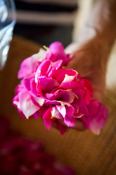 Harvest Rose Petals Provins Recognized Its Soothing Properties Digestive Skin — Stock fotografie